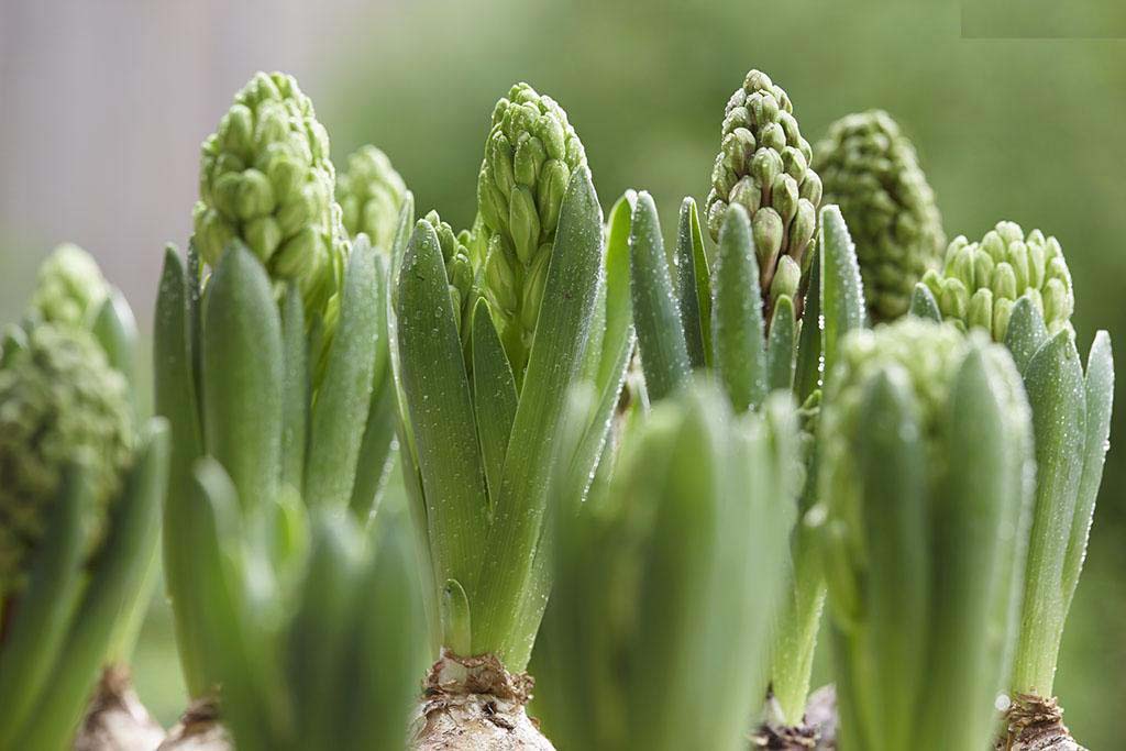 创世大发-莳植手艺信息