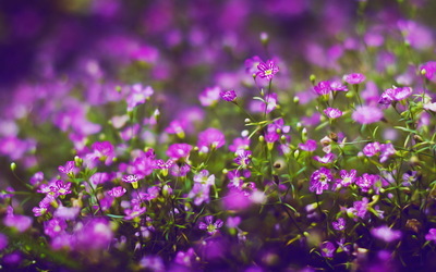 创世大发-莳植手艺信息