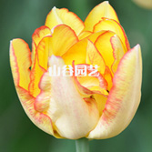 创世大发-郁金香