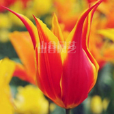 创世大发-郁金香