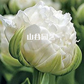 创世大发-郁金香