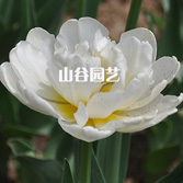 创世大发-郁金香
