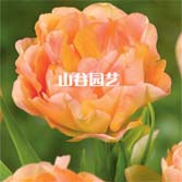 创世大发-郁金香