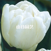 创世大发-郁金香