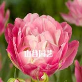 创世大发-郁金香