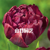 创世大发-郁金香