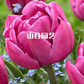 创世大发-郁金香