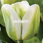 创世大发-郁金香