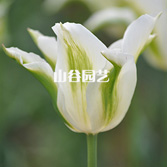 创世大发-郁金香