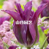 创世大发-郁金香