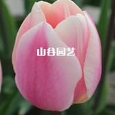 创世大发-郁金香
