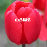 创世大发-郁金香