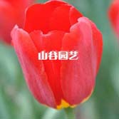 创世大发-郁金香