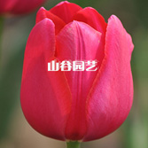 创世大发-郁金香