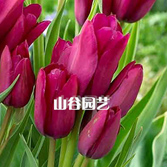 创世大发-郁金香