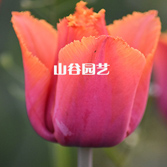 创世大发-郁金香