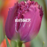 创世大发-郁金香