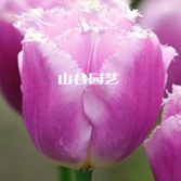 创世大发-郁金香