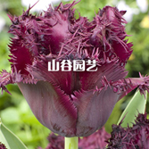 创世大发-郁金香