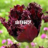 创世大发-郁金香