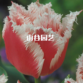 创世大发-郁金香