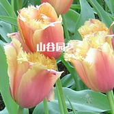 创世大发-郁金香