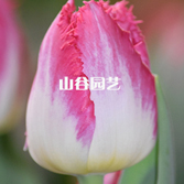 创世大发-郁金香