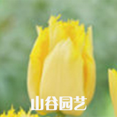 创世大发-郁金香