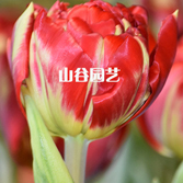 创世大发-郁金香