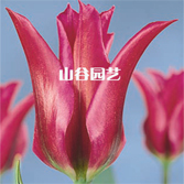创世大发-郁金香