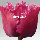 创世大发-郁金香