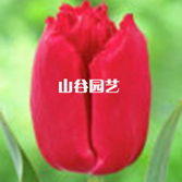 创世大发-郁金香