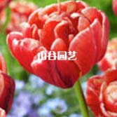 创世大发-郁金香