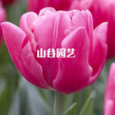 创世大发-郁金香