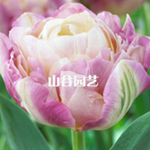 创世大发-郁金香