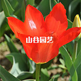 创世大发-郁金香