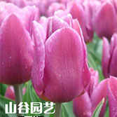 创世大发-郁金香