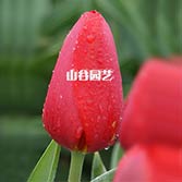创世大发-郁金香