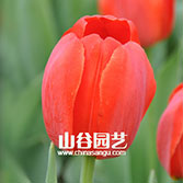 创世大发-郁金香