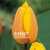 创世大发-郁金香