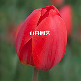 创世大发-郁金香