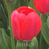 创世大发-郁金香