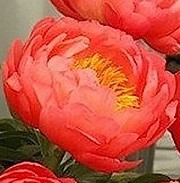 创世大发-芍药