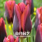 创世大发-郁金香