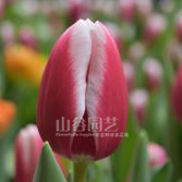 创世大发-郁金香