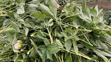 创世大发-莳植手艺信息