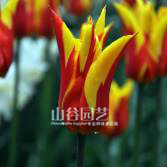 创世大发-郁金香