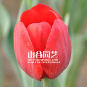 创世大发-郁金香