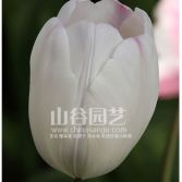 创世大发-郁金香