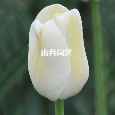 创世大发-郁金香